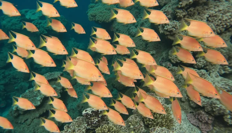 Barbier (Anthias anthias) : description, habitat et reproduction