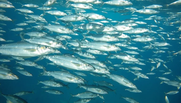 Sardina pilchardus : définition, classification et caractéristiques de la sardine commune